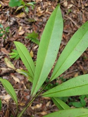 Rhododendron formosanum