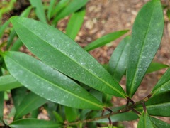 Rhododendron formosanum
