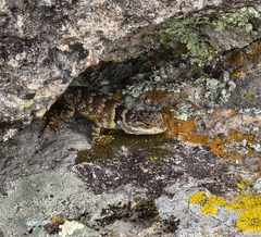 Sceloporus poinsettii