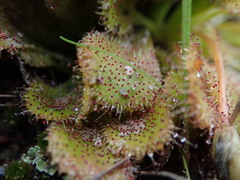 Drosera whittakeri