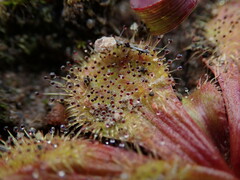Drosera whittakeri