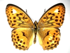 Argynnis sagana