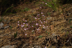 Diplacus torreyi