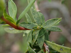 Pimelea stricta