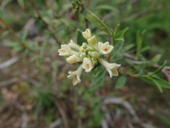Pimelea stricta