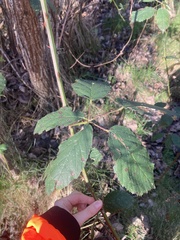 Rubus