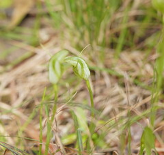 Pterostylis alpina