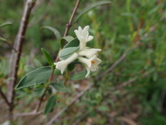 Pimelea stricta