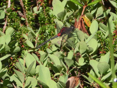Leucorrhinia glacialis