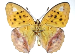 Argynnis sagana