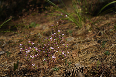 Diplacus torreyi