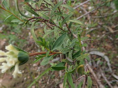 Pimelea stricta