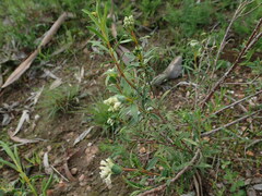 Pimelea stricta