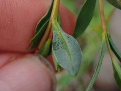 Pimelea stricta