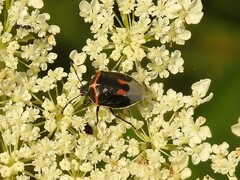 Cosmopepla lintneriana