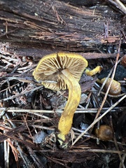 Cortinarius clelandii