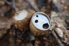 Nidulariaceae