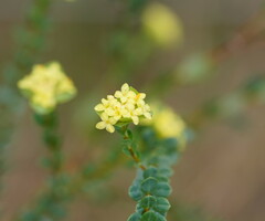 Pimelea flava