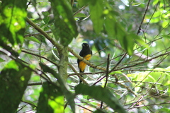 Trogon caligatus