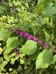 Callicarpa americana