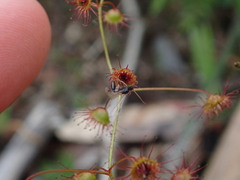 Drosera planchonii