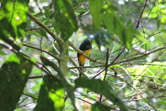 Trogon caligatus
