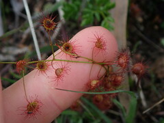 Drosera planchonii