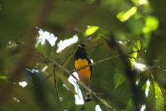 Trogon caligatus