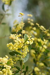 Acacia myrtifolia