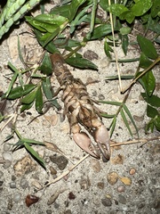 Fallicambarus houstonensis