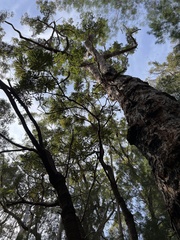 Banksia grandis