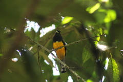 Trogon caligatus