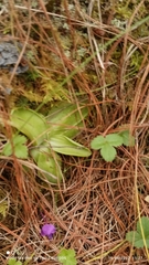 Pinguicula moranensis
