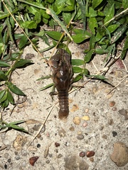 Fallicambarus houstonensis
