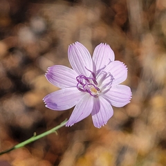Stephanomeria