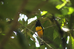 Trogon caligatus