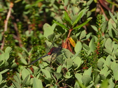 Leucorrhinia glacialis