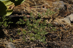 Cymopterus