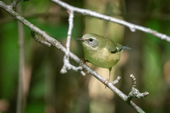 Setophaga caerulescens