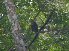 Cercopithecus cephus