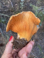 Hypomyces lactifluorum