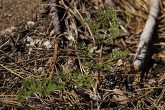 Cymopterus