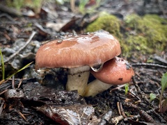 Gomphidius subroseus