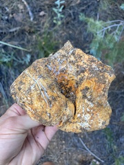 Hypomyces lactifluorum