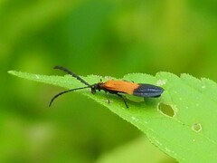 Calopteron terminale