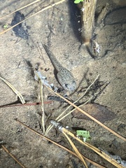 Lithobates sphenocephalus