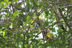 Tersina viridis