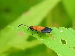 Calopteron terminale