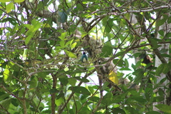 Tersina viridis
