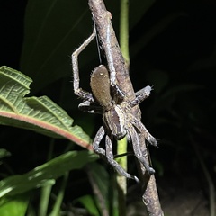 Ancylometes bogotensis